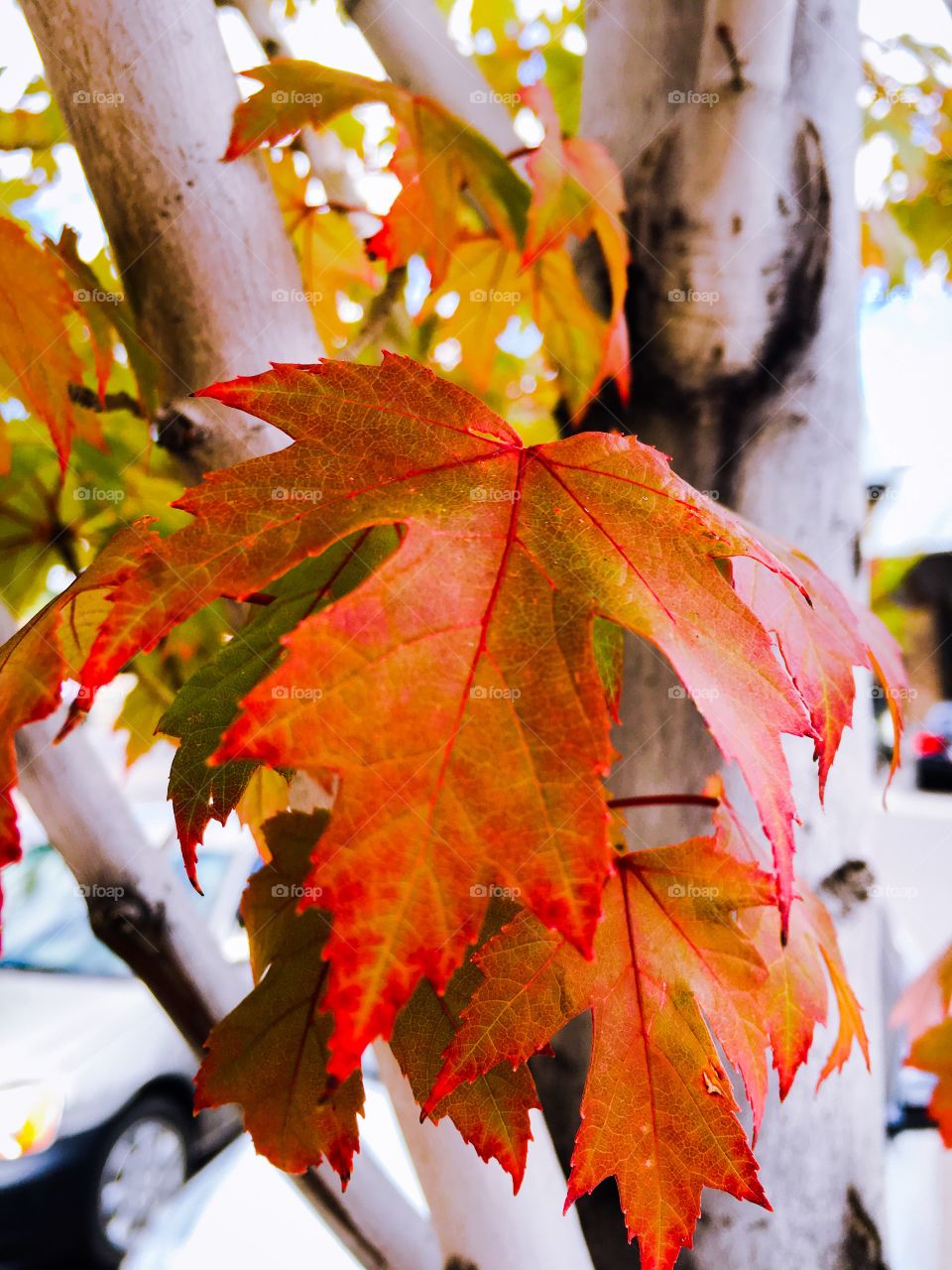 Close-up of Maple leaf