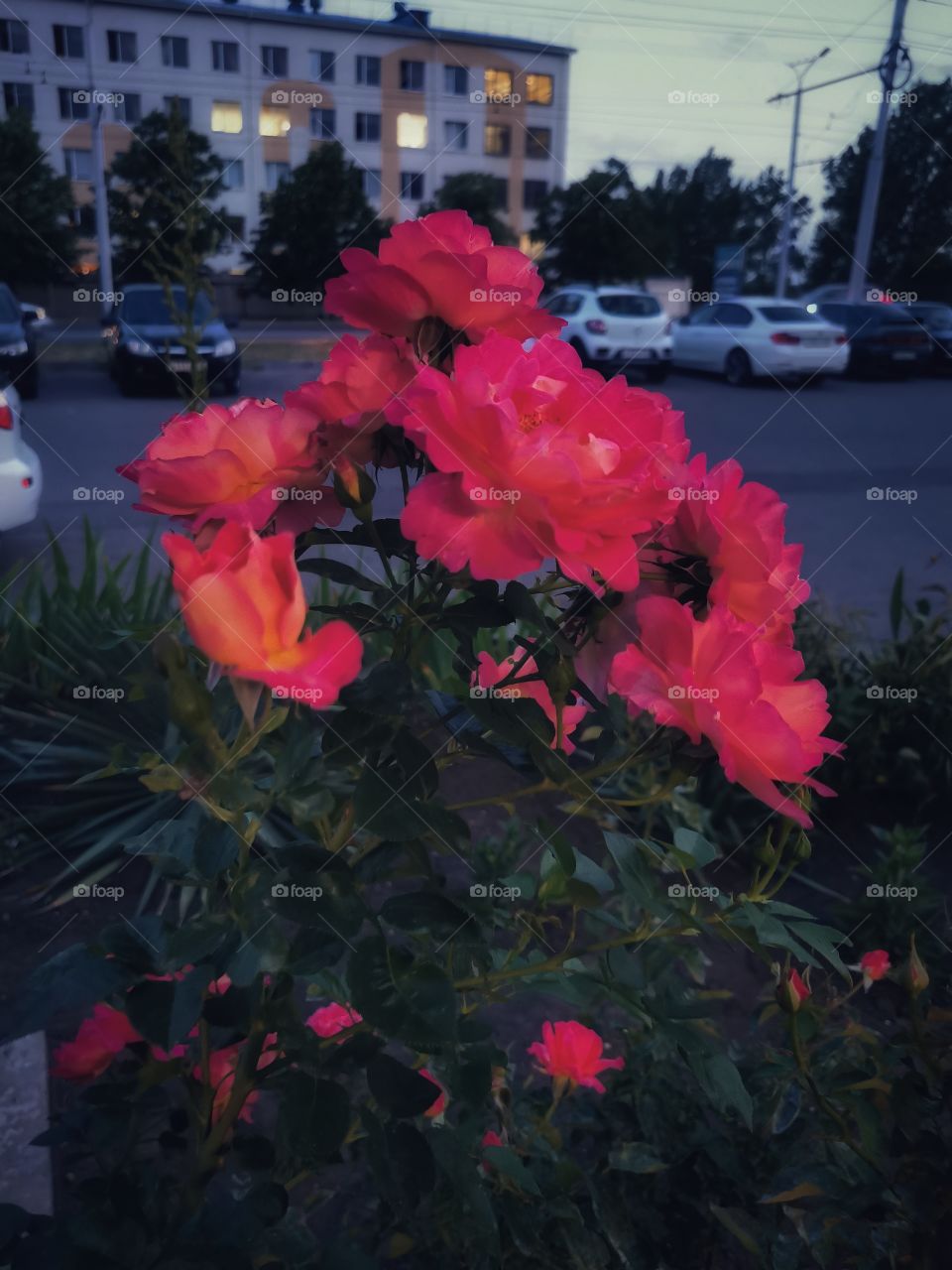 Russia nature view eco focus day part sun sunny travel Light reys trip tree form plant shades shape beauty greens outdoor freedom happy sky clouds moody fog foggy milky travel wild forest field heaven skyline horizont blue sky flowers