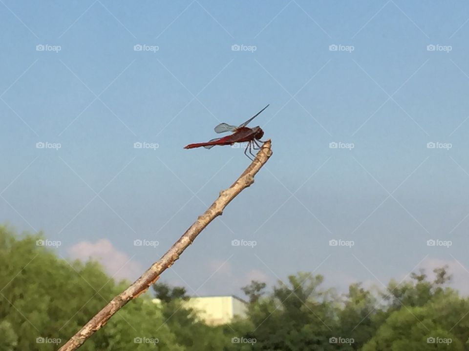 Close-up of dragonfly on twig