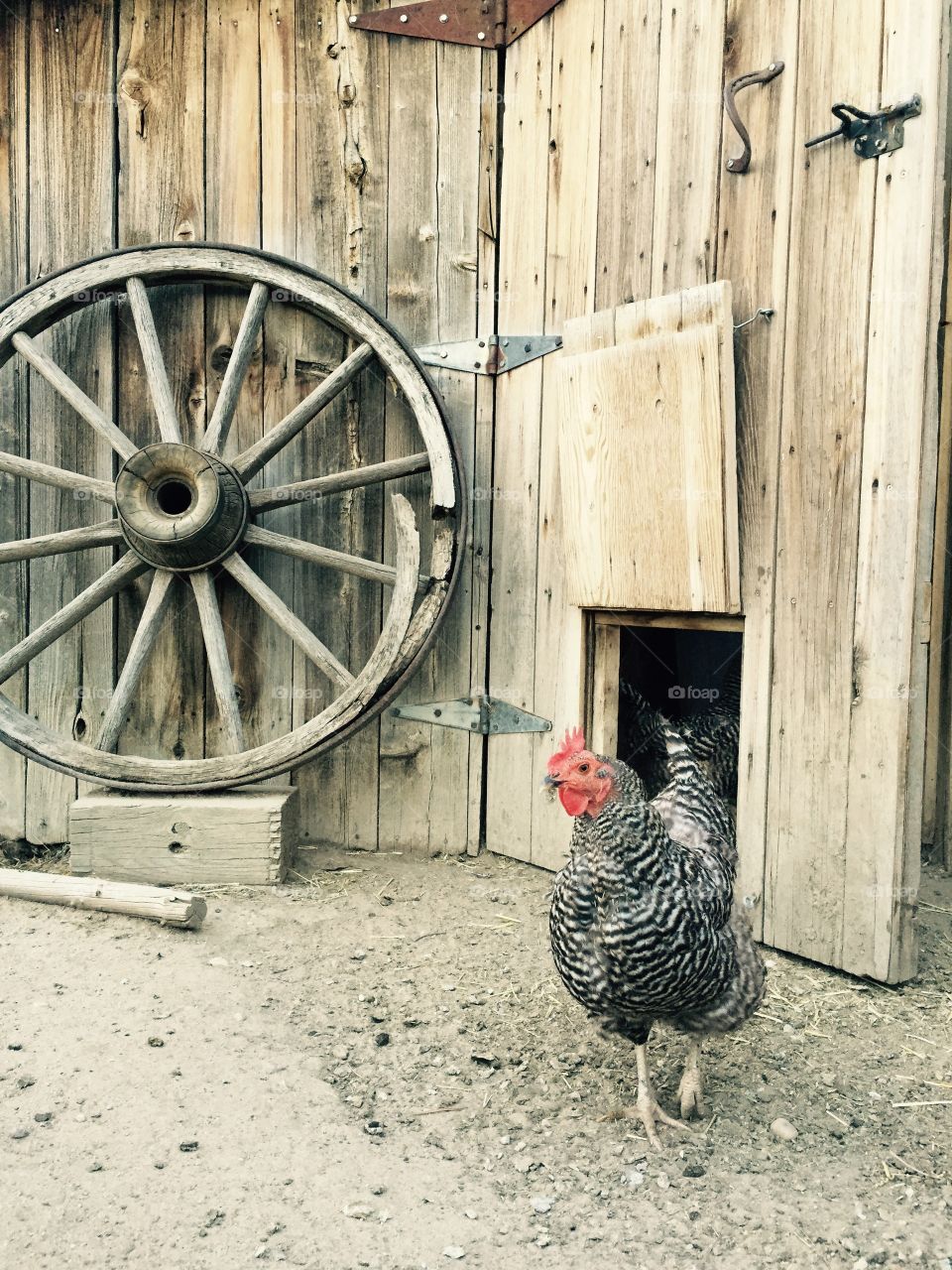 Chicken Hen. A hen in a barnyard 