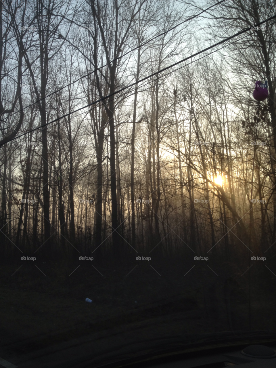 Tree, Landscape, Wood, Light, Weather