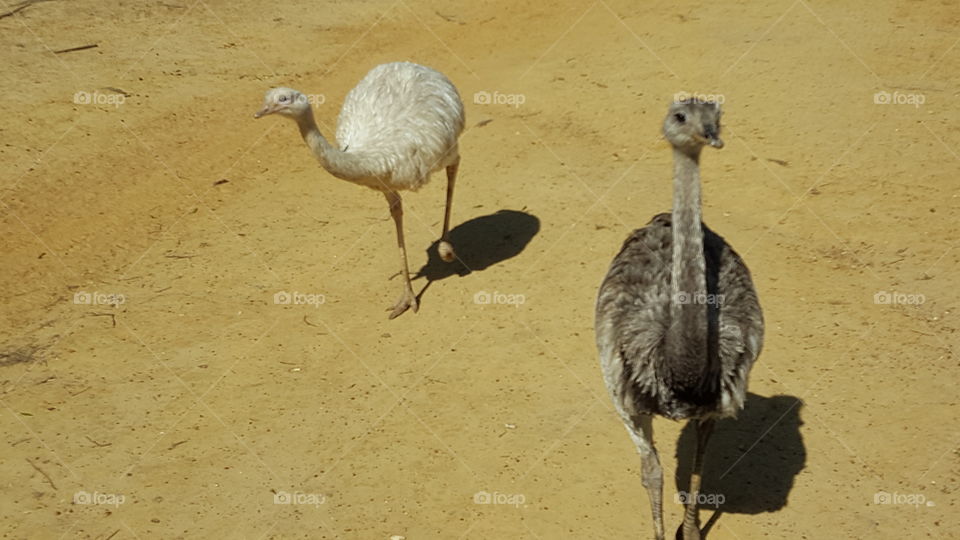 Emus at wildlife preserve
