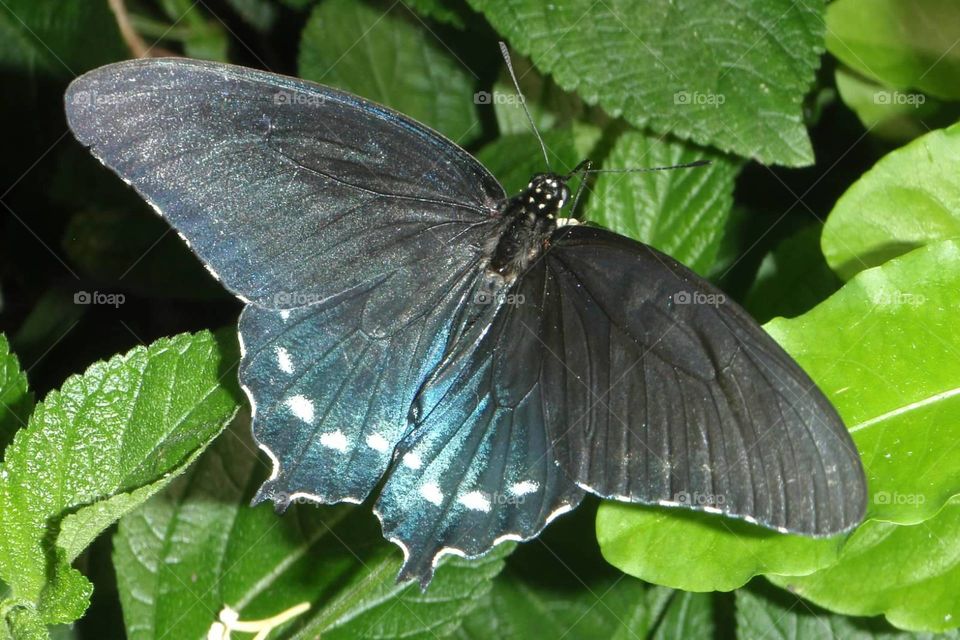 Dark blue butterfly on green leaves
