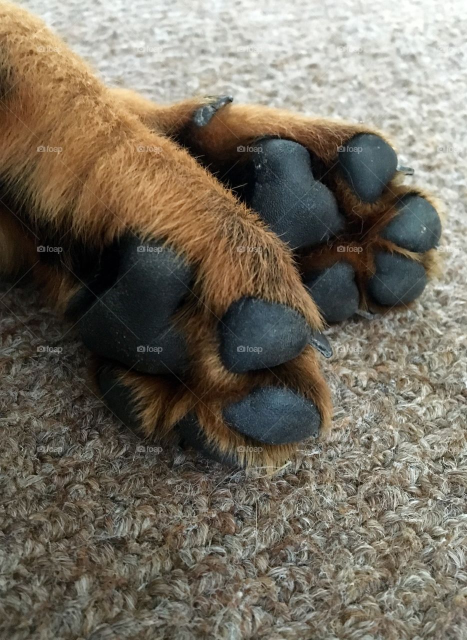 Puppy dog paws