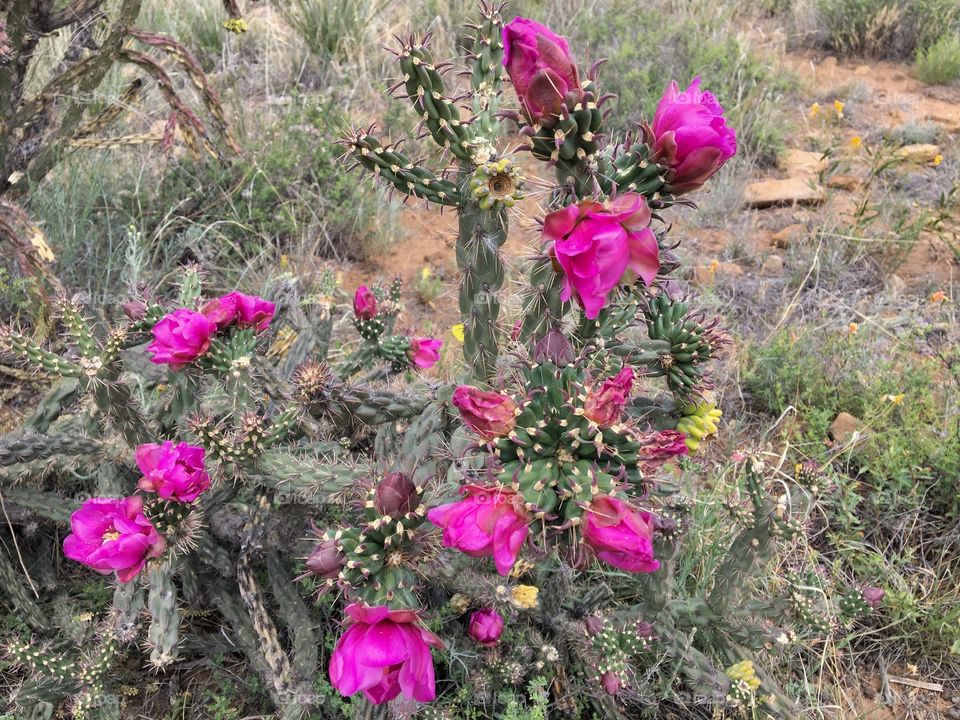 Beauty in the desert 