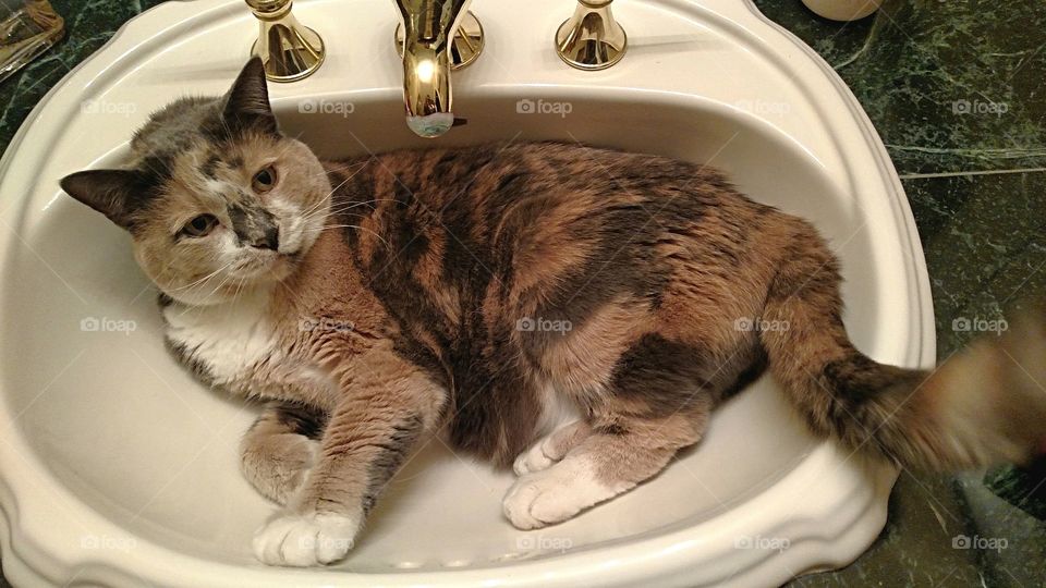Calico new sink bed