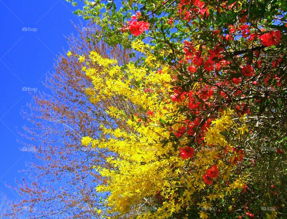 spring trees