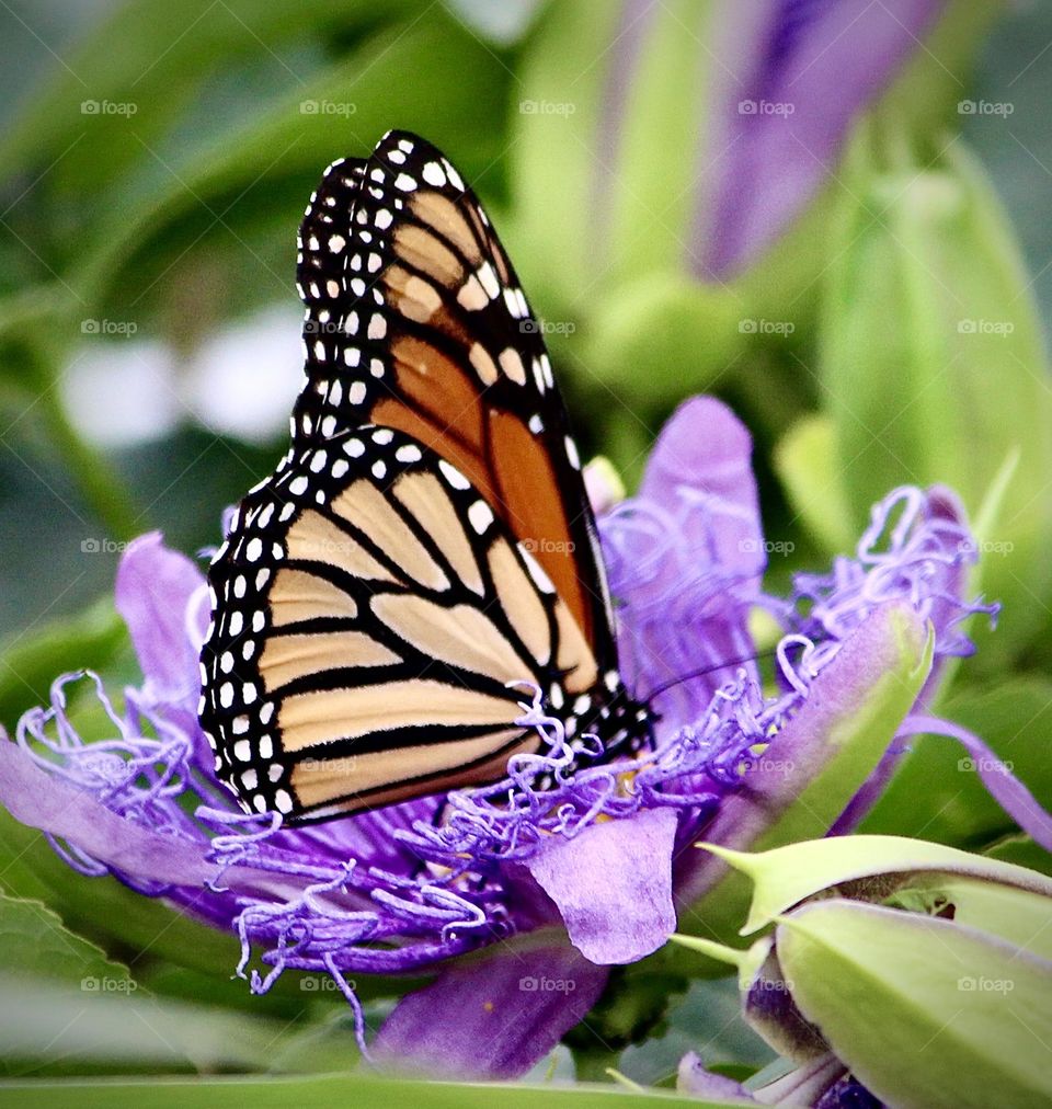 Monarch on Passion Flower