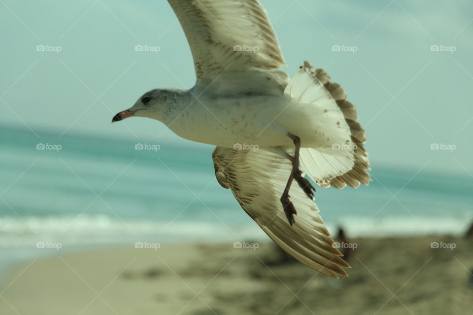 seagull 