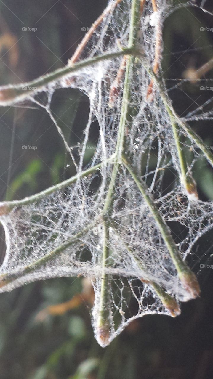 spiderweb...