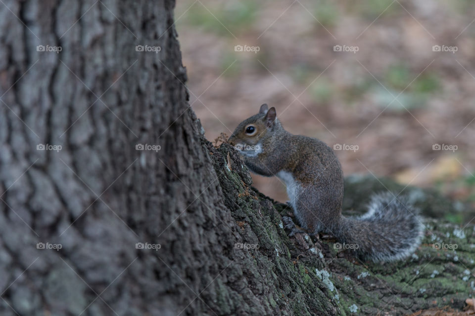 Squirrel, Rodent, Wildlife, No Person, Mammal