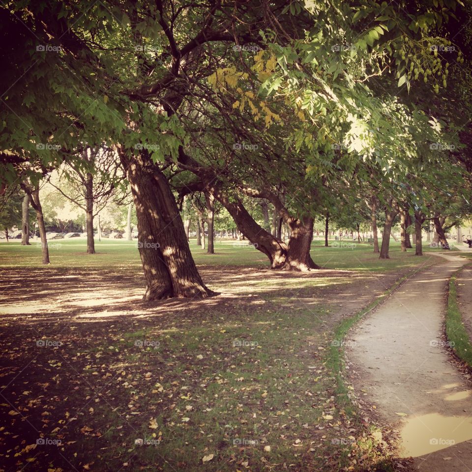 Tree, Road, Landscape, Guidance, Nature