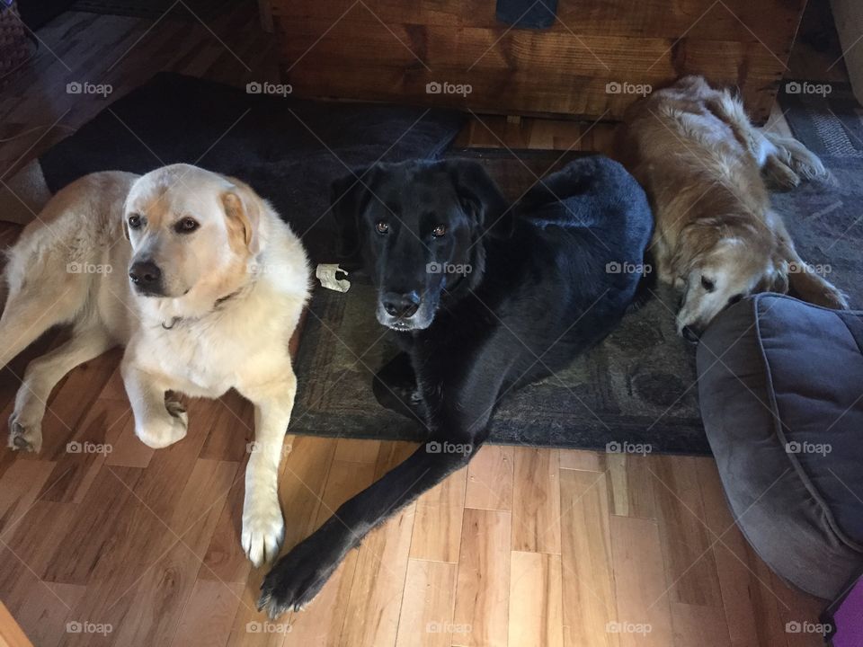 Sadie Harley and Shylo