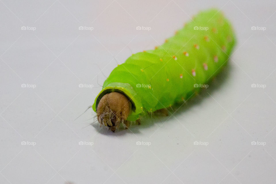 green caterpillar