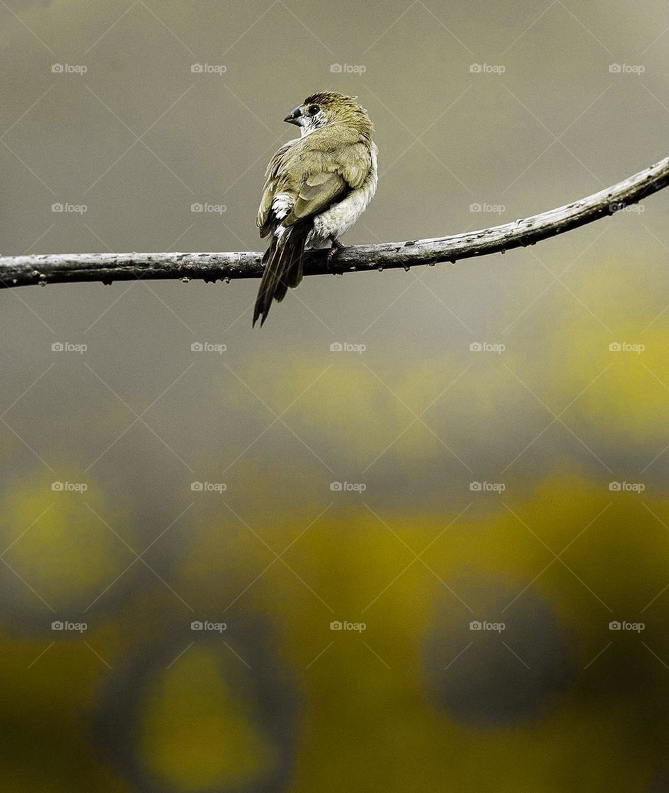 this is a Indian bird