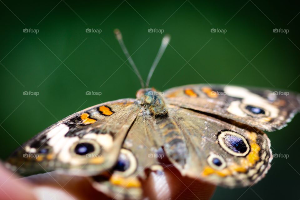 Common Buckeye Junonia Coenia
 
A colorful Common Buckeye Junonia Coenia butterfly.