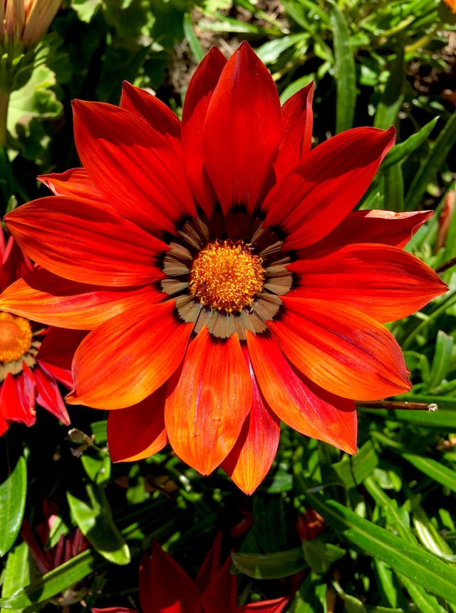 Treasure flower 