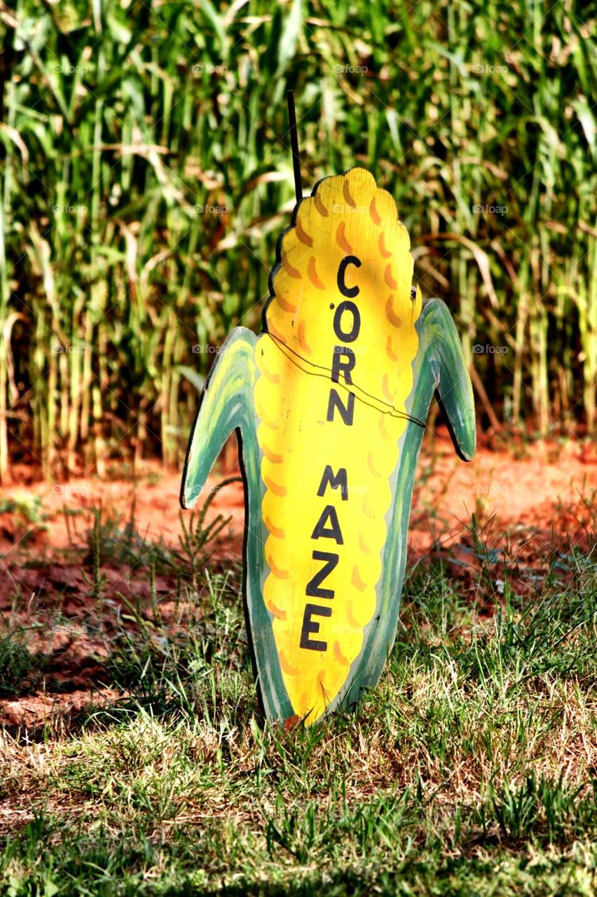 Corn Maze