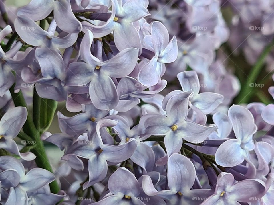 Lilac