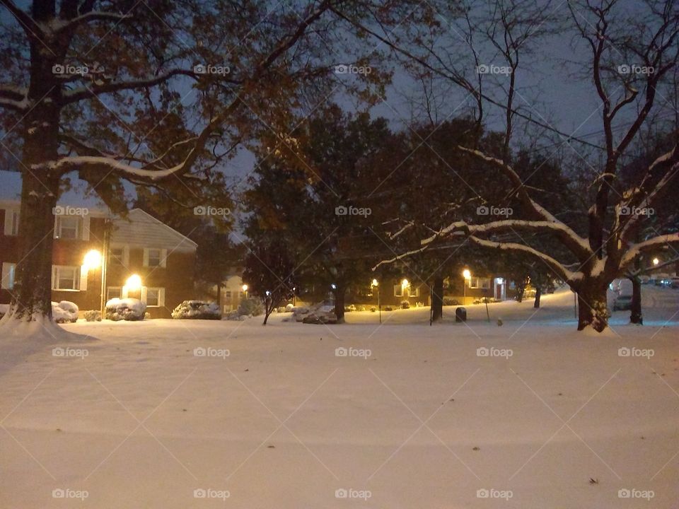 Tree, Winter, Snow, Landscape, Weather