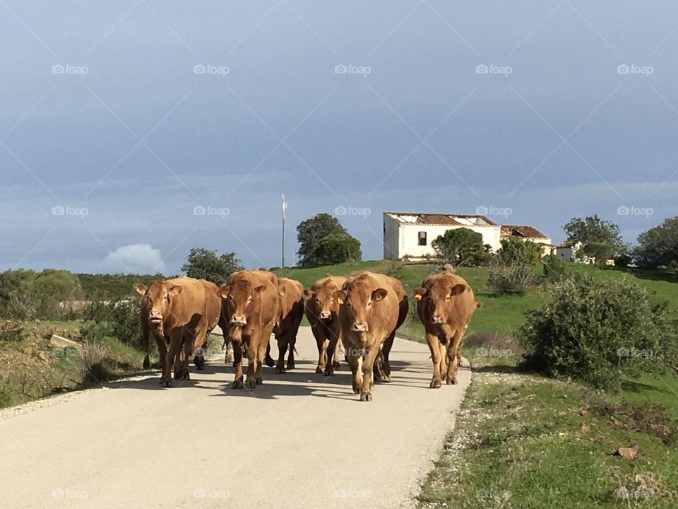 Cows get the priority on road