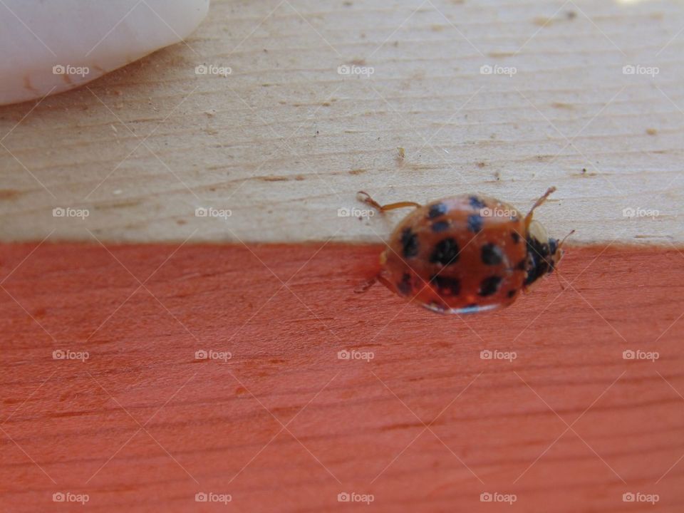 Ladybug Season