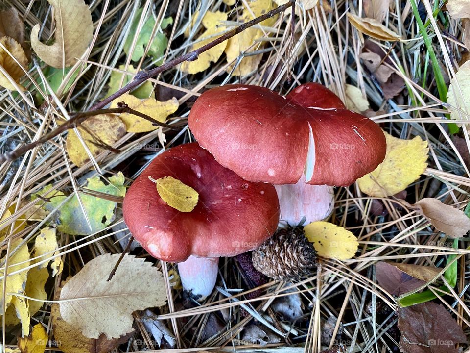 Red mushrooms in the forest 
