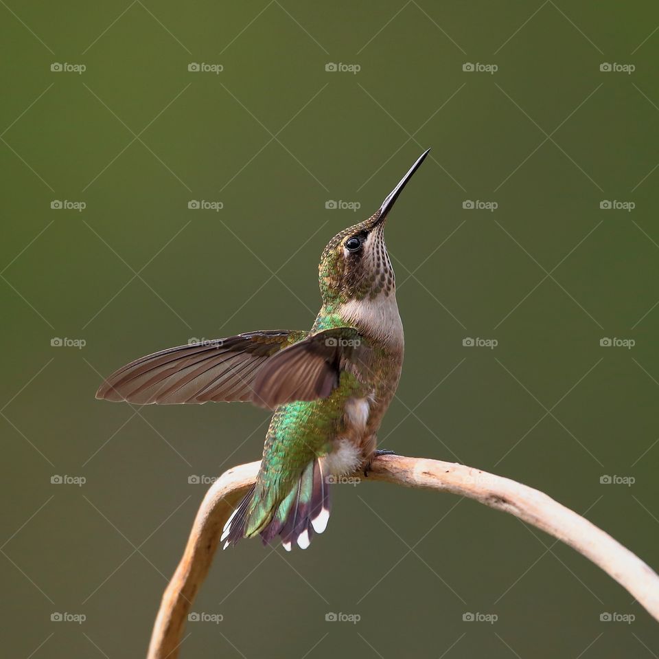 hummingbird