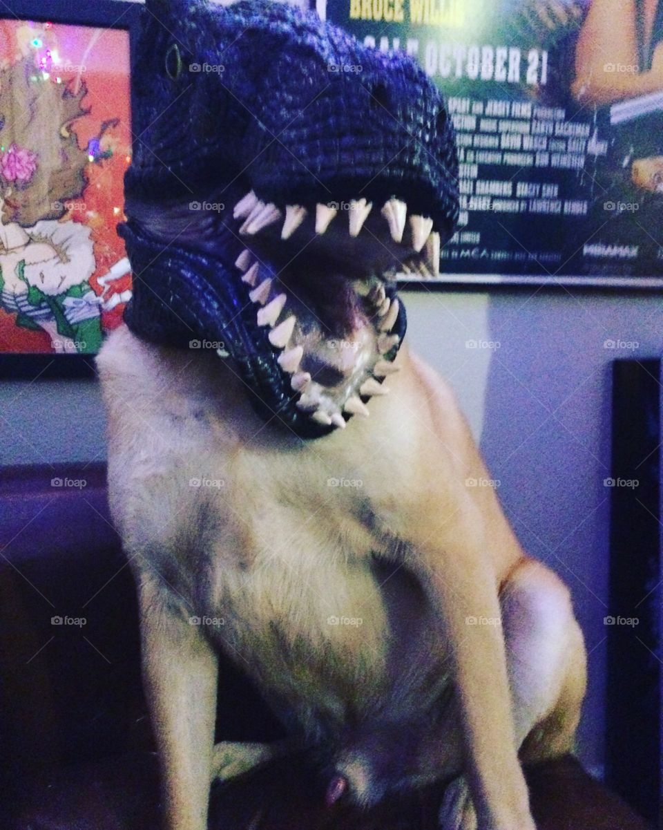 T-Rex Dog