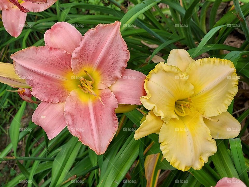 peach and yellow day lilies