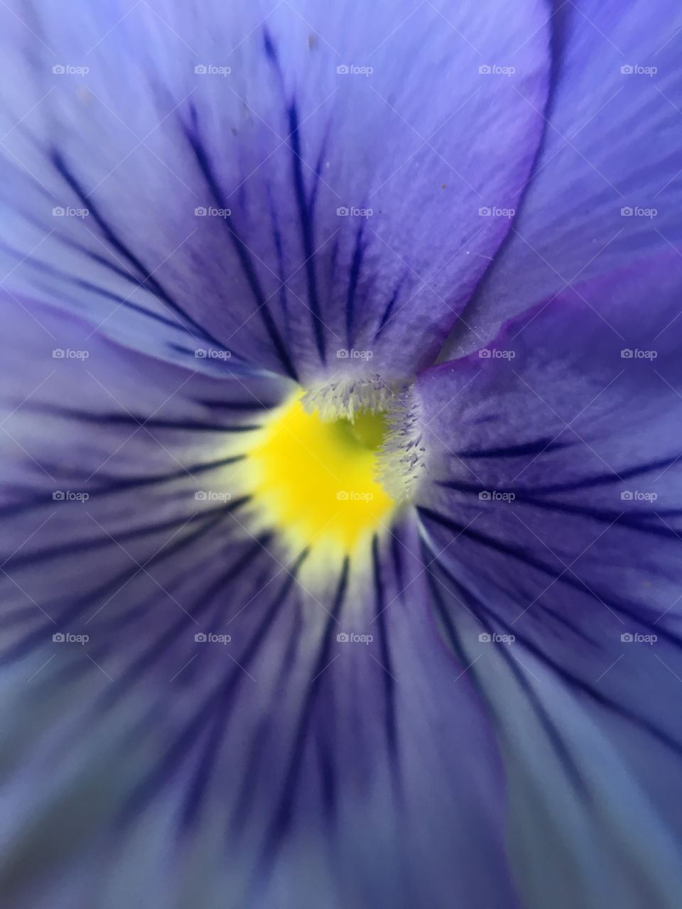 violet flower with yellow core
