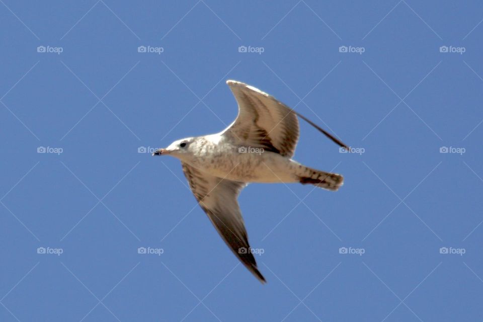 Ring-Billed Gull
