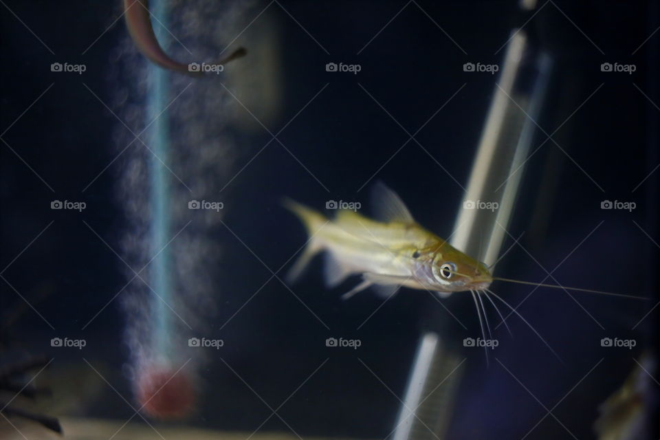 close up of catfish in aquarium tank