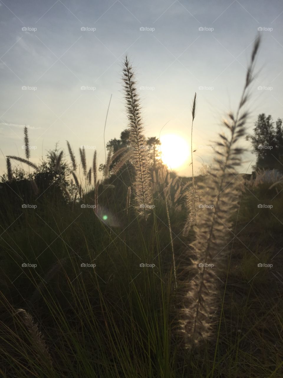 The late afternoon sunlight shines through fountain grass, commonly known by most kids as cat tails for their soft texture, in Monrovia, California. 