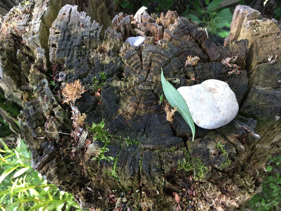 White pebble rock on tree stump texture with willow tree leaf and moss, zen minimal nature photography 