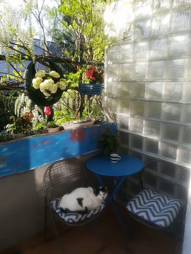 the cat enjoys