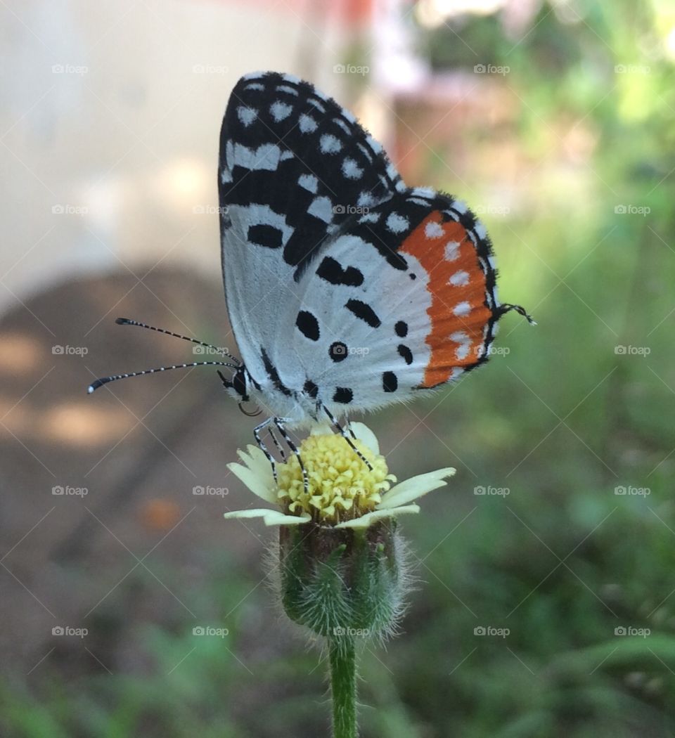 Butterfly on the flower cute