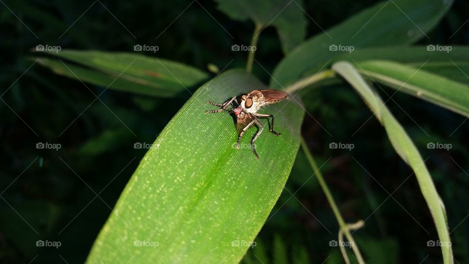 Horse fly eating fly！