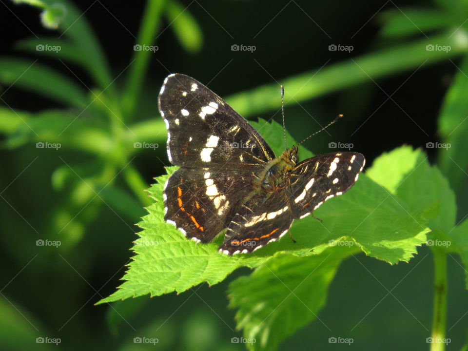 Poplar admiral (Limenitis populi)