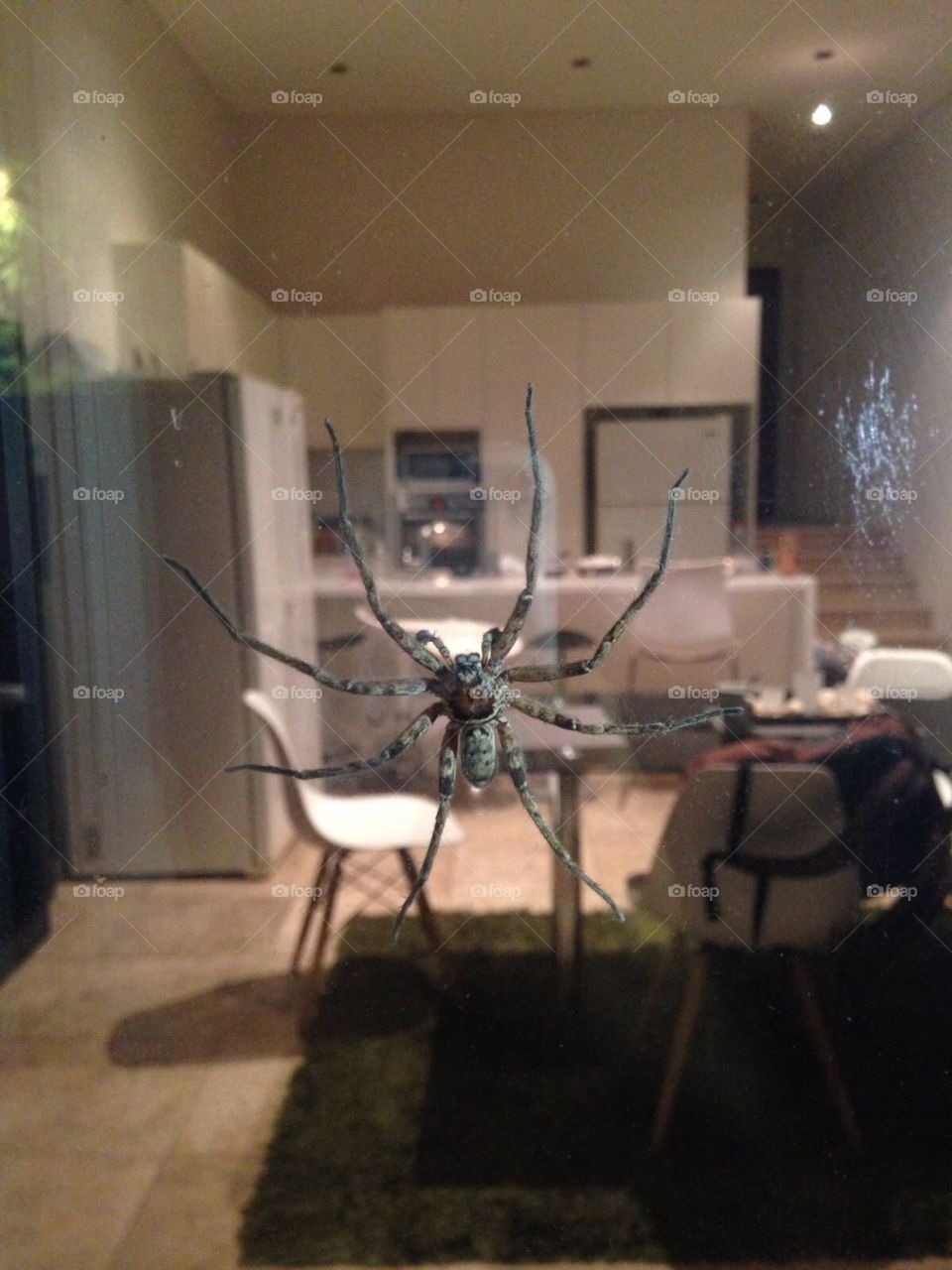 Really scary big spider