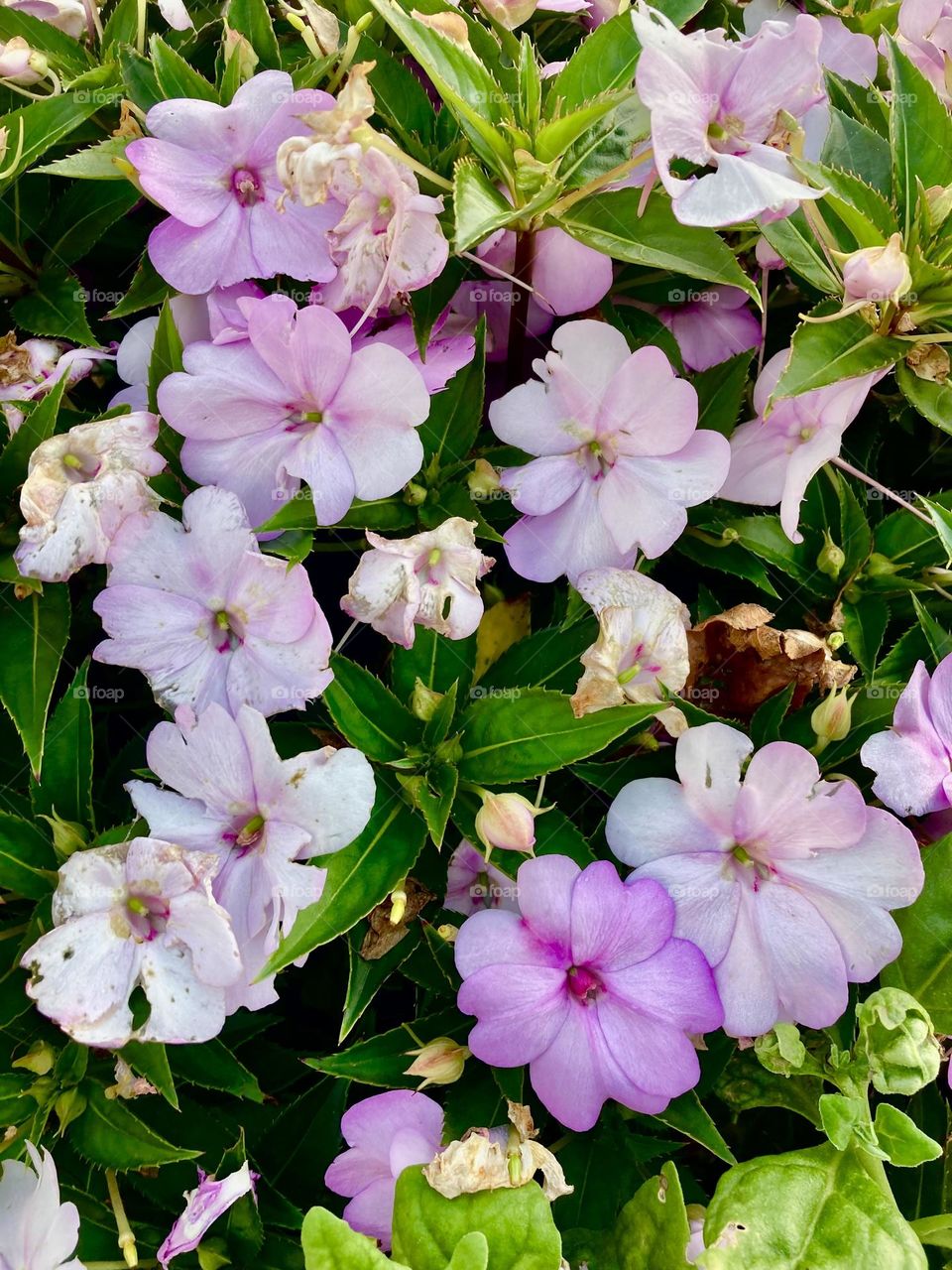 🌹 🇺🇸 Very beautiful flowers to brighten our day.  Live nature and its beauty. Did you like the delicate petals? / 🇧🇷 Flores muito bonitas para alegrar nosso dia. Viva a natureza e sua beleza. Gostaram das pétalas delicadas? 