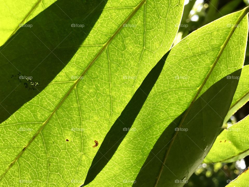 Leaf structure of amazing pattern...