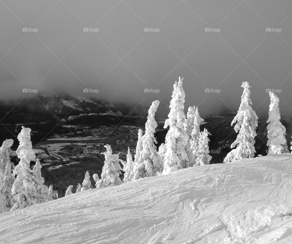 Trees on the mountain covered in a blanket of snow