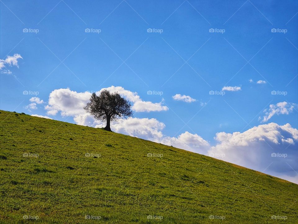 lonely tree on the green slope