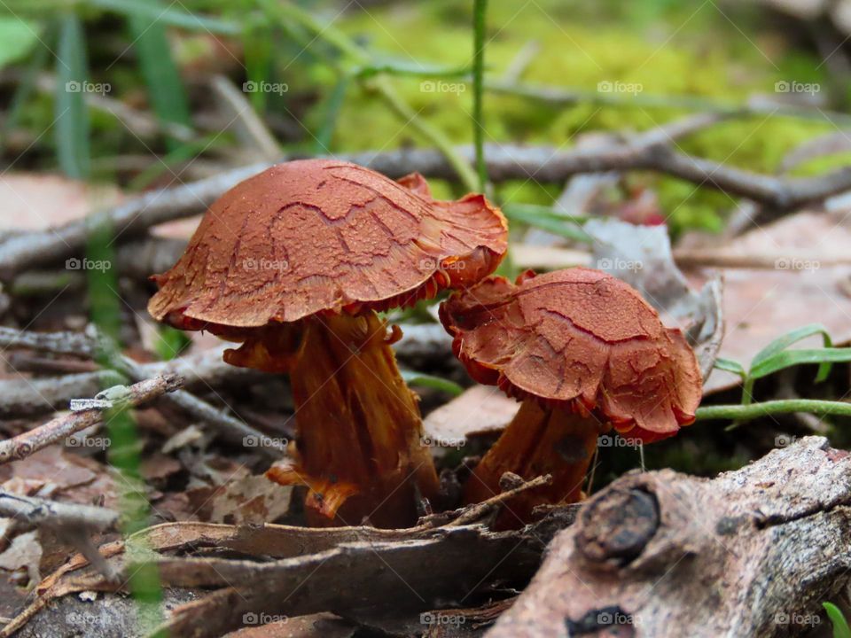 Mushrooms on bush floor