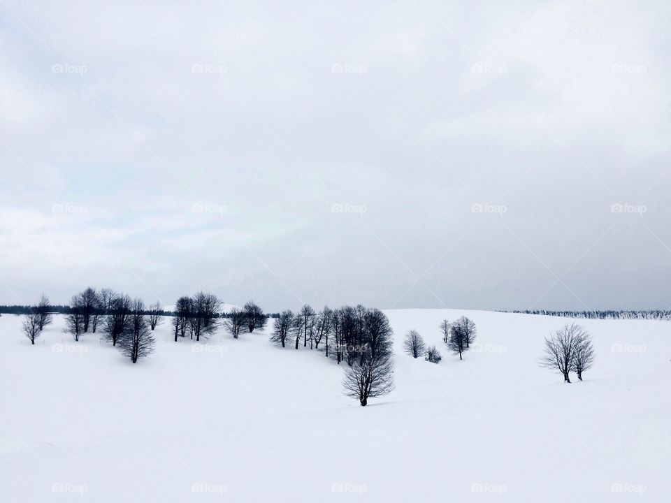 Minimalistic view of leafless trees surrounded by snow and white sky