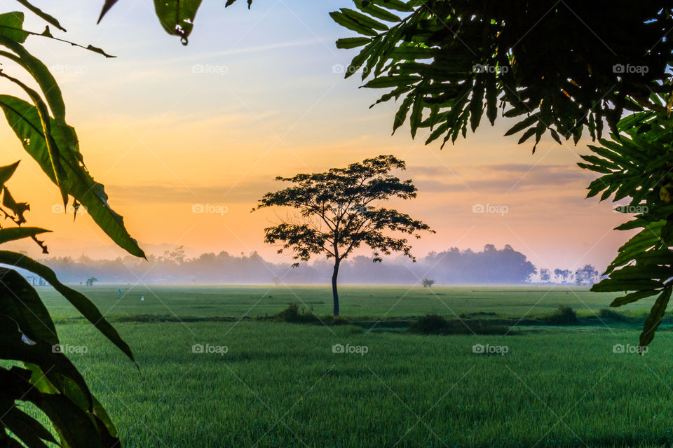Trees at paddy field in village
