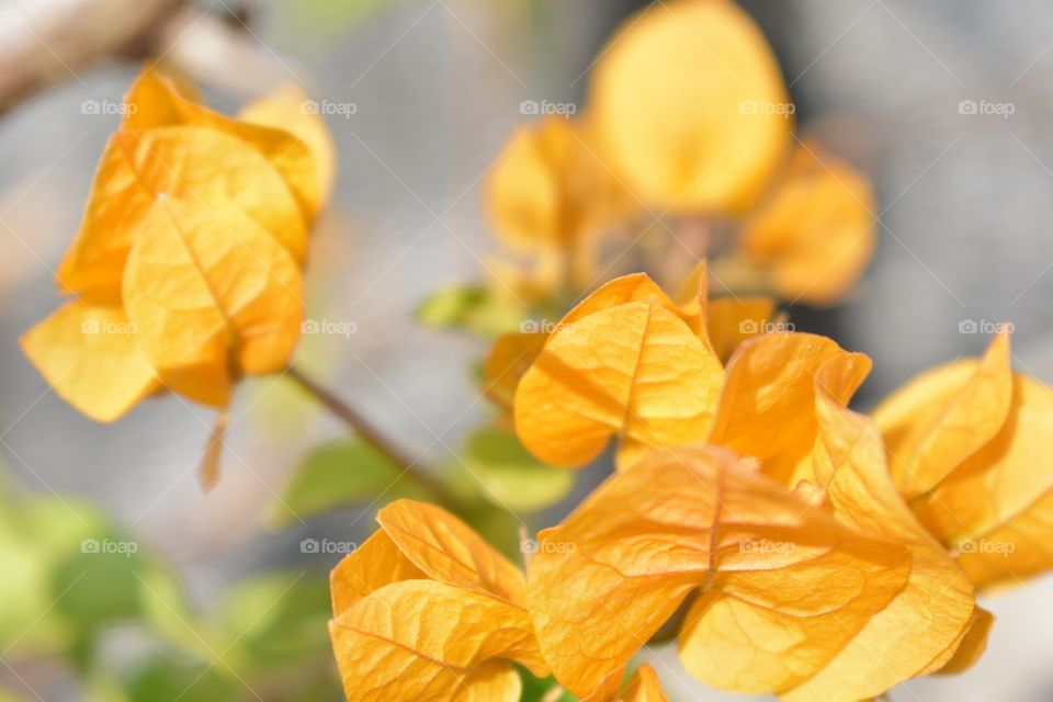 Beautiful yellow bougainvillea flowers
