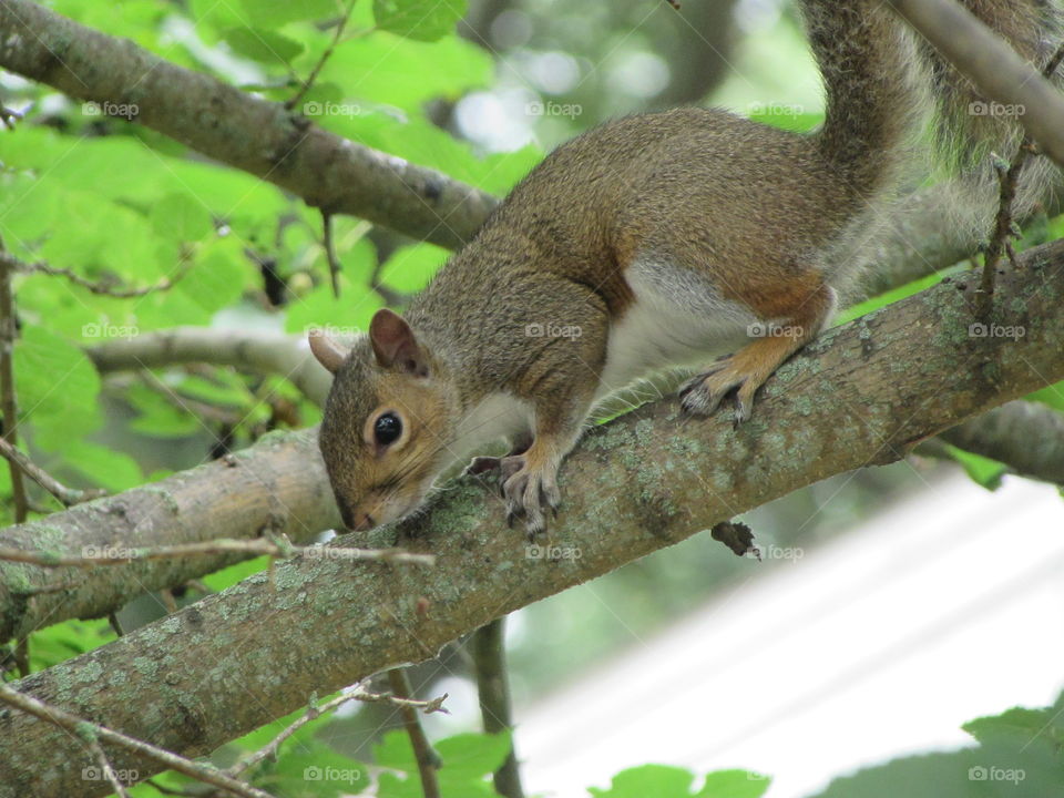 Wildlife , squirrel, animals 