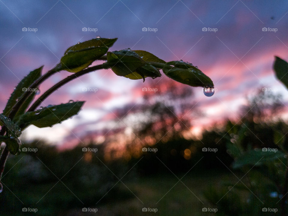 Beautiful sunset after rain. Climbing plant.